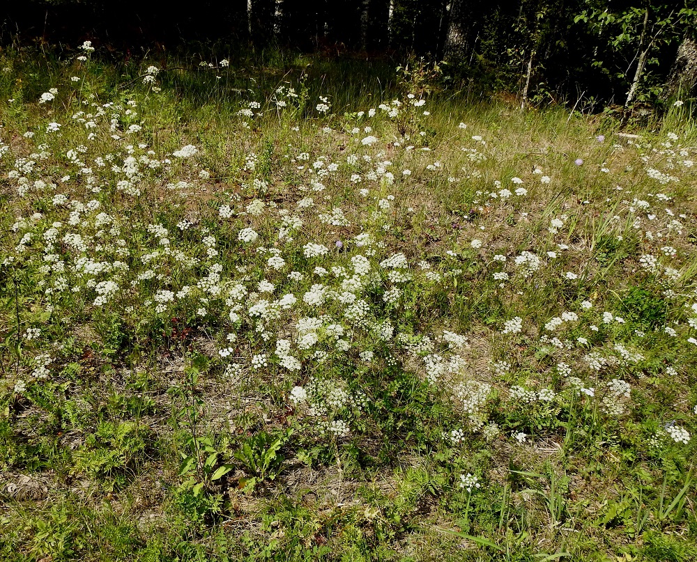 Pimpinella saxifraga - ahopukinjuuri on Suomessa muinaistulokas, jonka esiintymisalue yltää etelästä päin Oulun Pohjanmaan ja Kainuun eliömaakuntiin saakka. Kasviatlaksen havaintojen mukaan se on yleinen Satakunnan, Etelä-Hämeen, Pohjois-Hämeen, Pohjois-Savon ja Pohjois-Karjalan eliömaakuntien väliselle linjalle saakka sekä harvinainen tai harvinaisehko näiden eliömaakuntien pohjoispuolella. Lisäksi lajista on tehty yksi tai useampi uustulokashavainto kaikista Oulun Pohjanmaan ja Kainuun eliömaakuntien pohjoispuolisista eliömaakunnista. Kasvupaikkoina ovat lähinnä kuivat niityt, kedot, kalliokedot, töyräät, pientareet, tien- ja radanvarret, pihat, joutomaat sekä ahot ja entiset kaskimetsät. EH, Hämeenlinna, Lammi, Evo, Padasjoentien (tie 53) laide n. 500 m Opistotien haarasta lounaaseen, tienlaitaojasta metsänreunaan nouseva ojarinne, 13.7.2024. Copyright Hannu Kämäräinen.