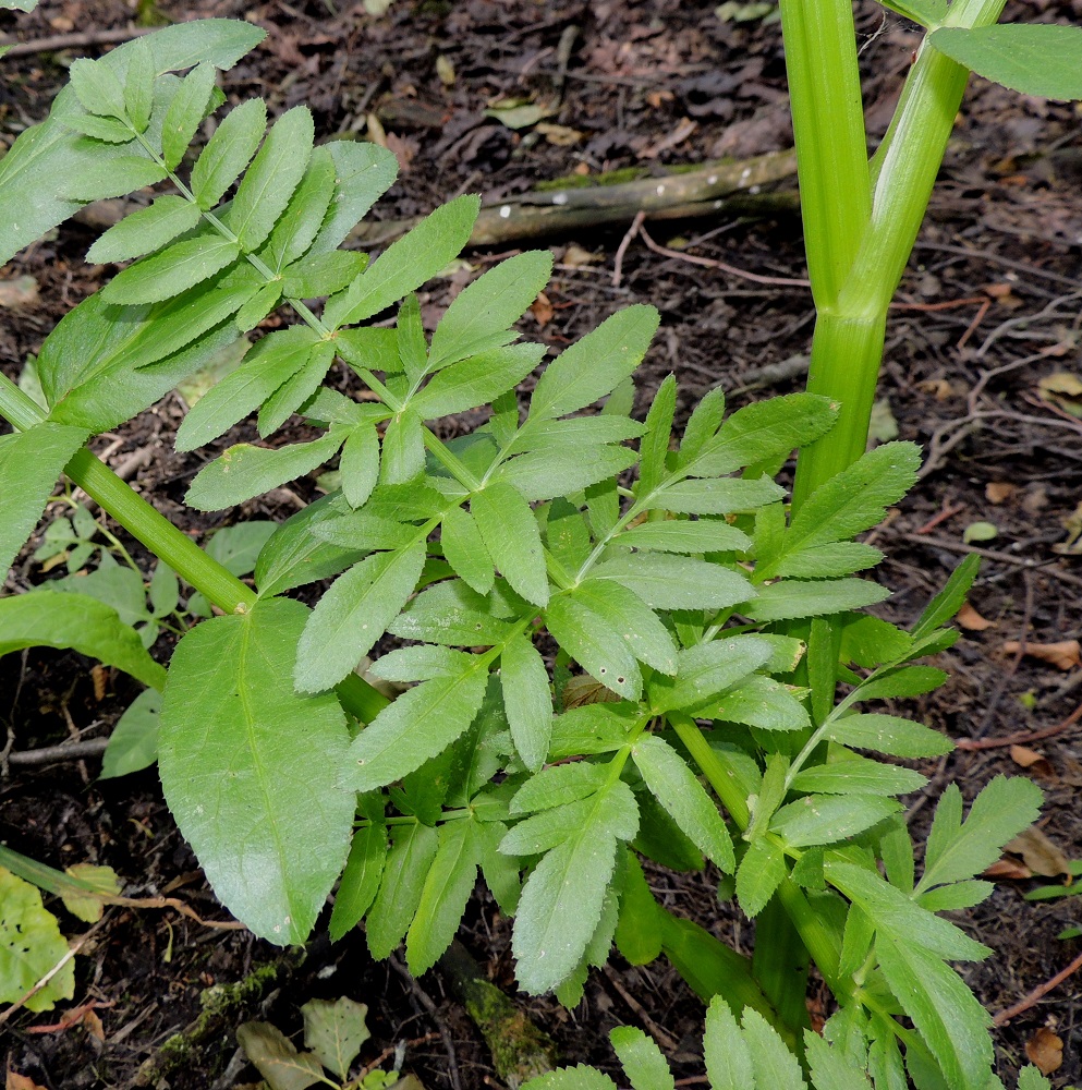 Sium latifolium - (iso)sorsanputken kertaalleen parilehdykkäisten ilmalehtien ja kolmeen kertaan parilehdykkäisten, kapealiuskaisten uposlehtien lisäksi lajilla voi olla lähes liukuvasti välimuotoisia lehtiä. Lähimpänä tavallisia ilmalehtiä ovat vedenpinnan yläpuolella pystyhkössä pysyvät lehdet, joiden lapa on lähinnä kapean kolmiomainen sekä ala- ja keskiosastaan kahteen kertaan parilehdykkäinen. Niiden lehdykät ovat samanlaisia kuin tavallisissa ilmalehdissä mutta pienempiä. Tällaisilla välimuotolehdillä on samankaltaisuutta toisen vesiympäristön lajin, myrkkykeison, Cicuta virosa, kanssa. Sorsanputken versoissa on kuitenkin aina enemmistönä tunnusomaiset, pihlajanlehtimäisesti kertaalleen parilehdykkäiset lehdet, jollaisia myrkkykeisolla ei ole. U, Helsinki, Lauttasaari, Takaniemenlahden rannan ajoittain vetinen kosteikkoalue, 25.7.2013. Copyright Hannu Kämäräinen.