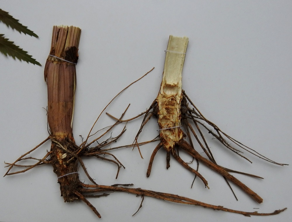 Cicuta virosa - myrkkykeison juurakko on pysty, lyhyt, noin 10-25(-35) mm paksu ja ohuen sivujuurinen. Se on sisältä onttolokeroinen. Juuren sanotaan olevan makea maultaan, mutta se on kasvin myrkyllisin osa. Yhdenkin juuren syöminen lamauttaa hengityselimet ja johtaa lähes vääjäämättä kuolemaan ilman sairaalan teho-osaston hengityskonetta. Esimerkiksi koiranputken juuria palsternakan tavoin keittoonsa kaiveleva ei saa tehdä myrkkykeison kohdalla tunnistusvirhettä. EH, Hämeenlinna, Puistonmäki, Vanajaveden länsirannan vesiraja rautatiesillan eteläpuolella, Järvikujan kohdalla, rannan matonpesulaiturin vieressä, 26.7.1989. Kuva näytteestä , copyright Hannu Kämäräinen.