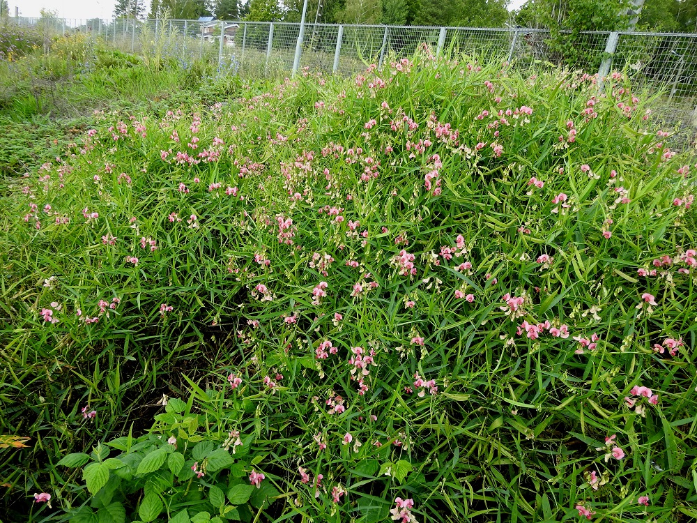 Lathyrus sylvestris - metsänätkelmä on Suomessa alkuperäinen, ja sen esiintymisalue yltää etelästä päin Satakunnan, Etelä-Hämeen, Etelä-Savon, Pohjois-Savon ja Pohjois-Karjalan eliömaakuntiin. Uudenmaan, Etelä-Hämeen ja Etelä-Savon eliömaakunnissa laji on yleinen ja muualla kohtalainen tai harvinainen. Lisäksi siitä on tuoreita uustulokashavaintoja parista paikasta Keski-Pohjanmaan ja Perä-Pohjanmaan eliömaakunnista. Kasvupaikkoina ovat lähinnä rehevät kangas- ja harjumetsärinteet, metsänlaiteet, pensaikkoalueet, tie- ja rataympäristöt, sorakuopat ja sorarinteet, teollisuusalueet ja satamat sekä joutomaat. EH, Hämeenlinna, Keinusaari, radan ja Vanajaveden rannan välissä kulkevan ulkoilureitin laita ja rantaan laskeva laitapenger Varikonniemen luoteistyven kohdalla, 30.7.2023. Copyright Hannu Kämäräinen.
