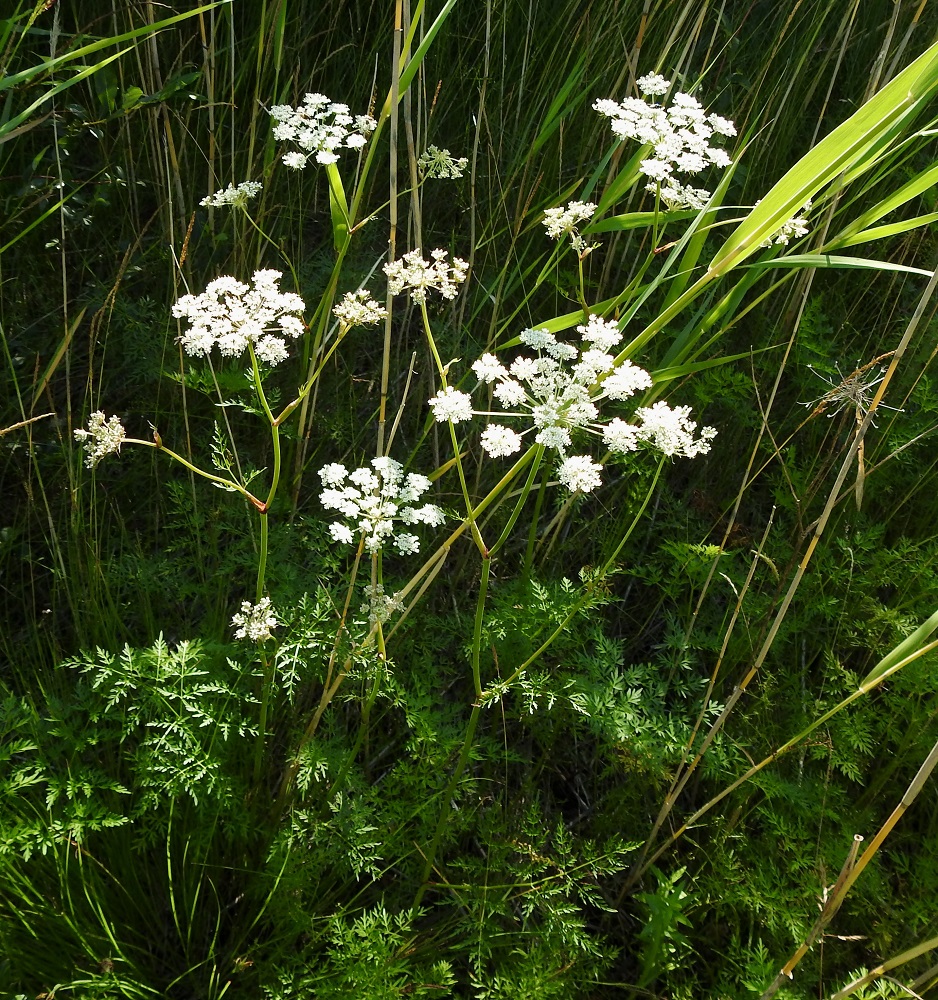 Peucedanum palustre - luhtasuoputki on alkuperäinen Suomessa, ja sitä tavataan yleisenä etelästä päin Perä-Pohjanmaan ja Koillismaan eliömaakuntiin saakka. Kittilän Lapin ja Sompion Lapin eliömaakunnissa se on harvinainen sekä puuttuu Enontekiön Lapin ja Inarin Lapin eliömaakunnista. Kasvupaikkoina ovat vesistörannat, rantapensaikot, märät ja kosteat rantaniityt, lampien nevareunukset, vetiset korvet ja ojat sekä ulkosaariston kalliosoistumat. EP, Kristiinankaupunki, Siipyy, Norrhamngrundet, Norrhamnen-merenlahden eteläpään lounaiskulman merenrantaniitty rantametsikön laidassa, 18.7.2021. Copyright Hannu Kämäräinen.