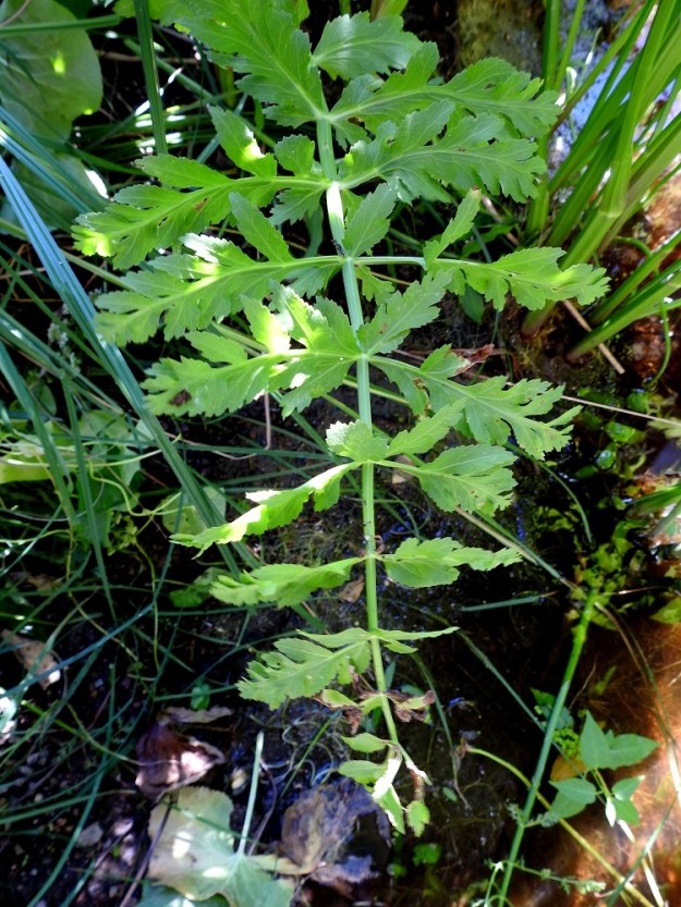 Sium latifolium - (iso)sorsanputken välimuotoisista lehdistä lähempänä uposlehtiä ovat rennohkot, kelluvat tai juuri pinnan yläpuolelle kaartuvat ja ulkokehältään ilmalehtien malliset lehdet, joiden sivulehdykät ovat ilmalehtien kokoiset mutta toiseen kertaan hammaslaitaisesti kapealehdykkäiset, pariosaiset tai parijakoiset. EK, Hamina, Vehkalahti, Summanjoki, 23.7.2018. Copyright Hannu Kämäräinen.