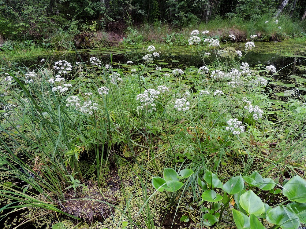 Cicuta virosa - myrkkykeiso on alkuperäinen Suomessa, ja sitä tavataan kaikissa eliömaakunnissa. Se on yleinen tai yleisehkö lukuun ottamatta Ahvenanmaan, Enontekiön Lapin ja Inarin Lapin eliömaakuntia, joissa se on harvinainen. Rantamyrkkykeisosta on havaintoja kaikista eliömaakunnista. Kaitamyrkkykeiso lienee runsaimmillaan Kittilän Lapin ja Sompion Lapin eliömaakunnissa. Lajin kasvupaikkoina ovat lampien, järvien, jokien, lammikoiden, ojien ja vähäsuolaisten merenlahtien rannat ja matalat rantavedet sekä märät tulvaniityt ja Pohjois-Suomessa myös luhtaiset nevat ja letot. EH, Pälkäne, Etelä-Äimälä, Kyäntäänniemen tyven poikki Tykölänjärvestä Mallasveden Suolahteen virtaava jokimainen leveä oja, luonnonsuojelualue, 24.7.2013. Copyright Hannu Kämäräinen.