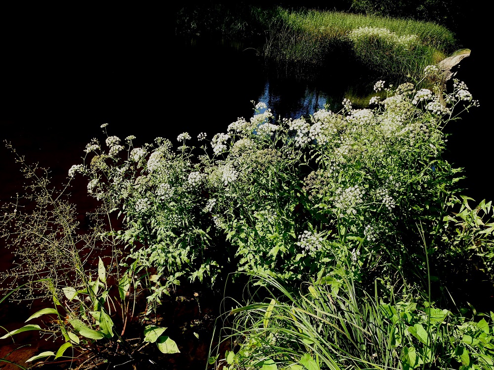 Sium latifolium - (iso)sorsanputki on alkuperäinen Suomessa vaikkakin huippuharvinainen. Sillä on varmuudella ollut kolme alkuperäistä kasvupaikkaa, joista vain kuvassa oleva Summanjoen kasvualue on enää jäljellä. Ilmataskujensa avulla kelluvia hedelmyksiä on viime vuosisadan lopulla ja 2000-luvulla saapunut ilmeisesti lähialueilta, esimerkiksi Virosta, Suomenlahden rannikolle ainakin Kotkaan, Helsinkiin, Espooseen, Kirkkonummelle, Hankoon ja jopa Naantaliin saakka. Nämä merenrantakasvustot jäävät yleensä lyhytaikaisiksi. Kuvassa vasemmassa reunassa on seuralaisena ratamosarpio, Alisma plantago-aquatica. EK, Hamina, Vehkalahti, Summanjoki, 23.7.2018. Copyright Hannu Kämäräinen.