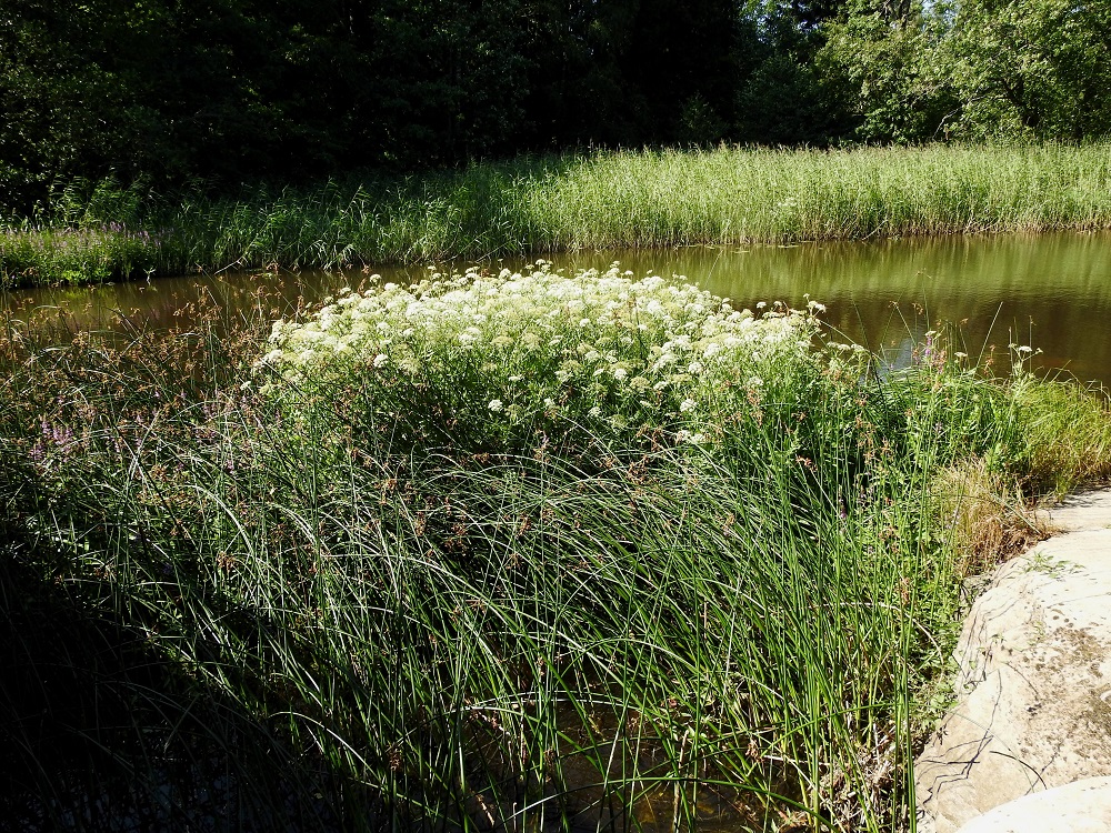 Sium latifolium - (iso)sorsanputken alkuperäisinä kasvupaikkoina ovat erityisesti ravinteikkaat, savipohjaiset ja hitaasti virtaavat joet ja jokilahdekkeet sekä jokisuut heikosti murtovetisissä merenlahdissa. Kasvupaikoiksi soveltuisivat myös runsasravinteisten järvien ja pienvesien rannat. Voikin kysyä, miksi sorsanputki on niin harvinainen ja erittäin uhanalaiseksi (EN) todettu, vaikka sille soveltuvia luonnonympäristöjä olisi laajasti tarjolla. Uudemmat siemenlevinnät ovat löytäneet juurensijojaan yleensä matalilta, reheviltä ja ruovikkoisilta merenrannoilta. Kuvassa olevaa, tiheää sorsanputkikasvustoa ympäröi vyöhyke järvikaislaa, Schoenoplectus lacustris. EK, Hamina, Vehkalahti, Summanjoki, 23.7.2018. Copyright Hannu Kämäräinen.