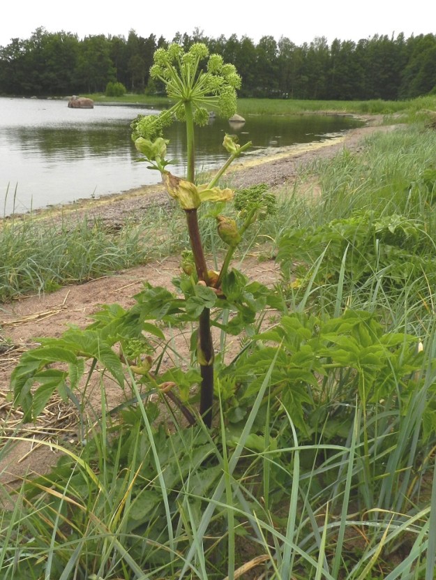Angelica archangelica subsp. litoralis - meriväinönputki on monivuotinen, kerran kukkiva, vankka ja pysty sekä tavallisesti noin 60-100 cm korkea ruoho. U, Hanko, Täktom, Långören, niemeen johtava kapea hiekkakannas, jossa veneranta, kannaksen länsilaita Anklarensbukten-merenlahden rannalla, 19.6.2012. Copyright Hannu Kämäräinen.