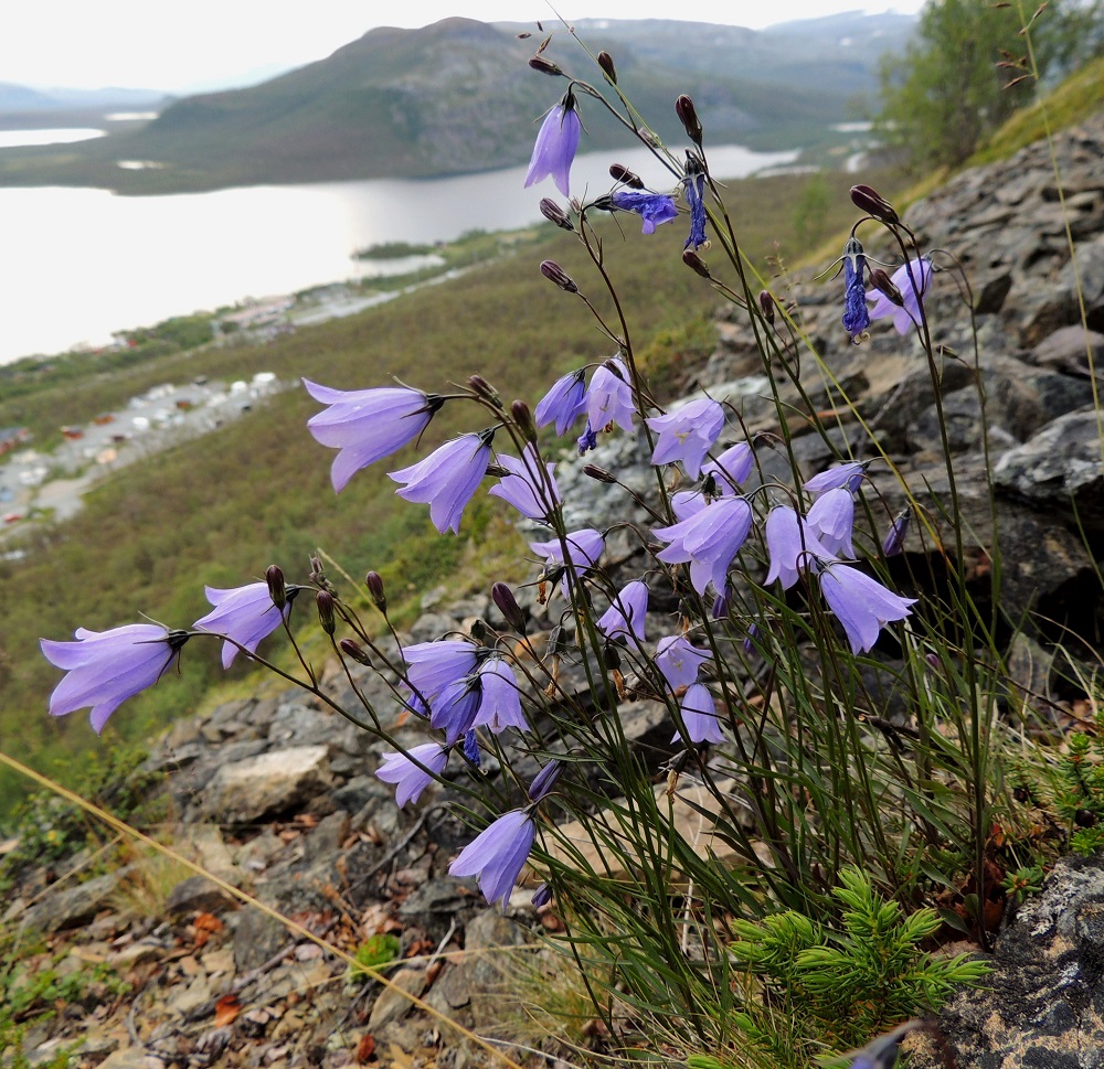 Campanula rotundifolia subsp. groenlandica - tunturikissankello on monivuotinen, pysty tai tyviosasta koheneva ja tavallisesti noin 10-30 cm korkea ruoho, joka kasvaa yksittäin tai löyhinä, pienehköinä laikkukasvustoina. EnL, Enontekiö, Kilpisjärvi, Saanan lounaisrinne, osin valuvetinen, jyrkkä kalliorinne retkeilykeskuksen leirintäalueen kohdalla, luonnonsuojelualue, 605 m mpy, 16.7.2013. Copyright Hannu Kämäräinen.