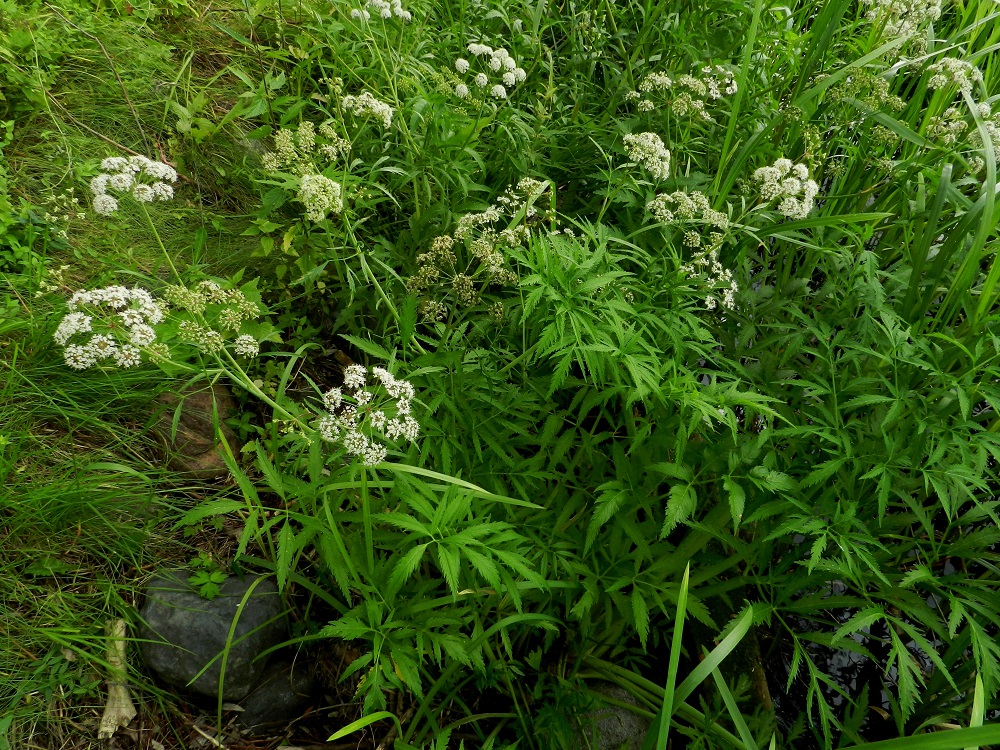 Cicuta virosa - myrkkykeiso on monivuotinen, nimensä mukaisesti kaikilta osiltaan hyvin myrkyllinen ja pysty tai koheneva ruoho. EH, Hämeenlinna, Keinusaari, Vanajaveden itäranta pääterveysaseman kohdalla, 20.7.2011. Copyright Hannu Kämäräinen.