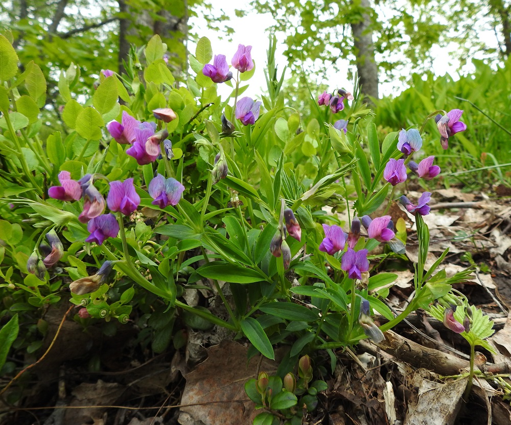 Lathyrus linifolius - syylälinnunherne on monivuotinen, pysty tai koheneva, yksi- tai monivartinen ja tavallisesti noin 15-40 cm korkea ruoho. Juurakko on suikertava, haarova ja laajenevia kasvustoja muodostava. V, Turku, Raunistula, heti Raunistulan koulun urheilukentän pohjoispuolella oleva, avokallioinen metsikkökumpare, kumpareen länsisivustan alarinne, 28.5.2021. Ellei toisin mainita, kuvat ovat tältä samalta kasvupaikalta. Copyright Hannu Kämäräinen.