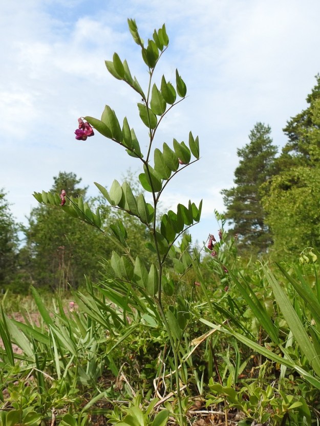 Lathyrus niger - mustalinnunherne on monivuotinen, pysty ja tavallisesti noin 30-80 cm korkea ruoho. Kuvassa alimmaisena näkyy runsaasti sukulaislajin, metsänätkelmän, L. sylvestris, lehtien pitkänsuikeita lehdyköitä. A, Saltvik, Långbergsöda, Långbergenin luoteislaitaa kulkevan, pienen soratieuran vierustat sekä kallioisen ja kivikkoisen metsän reunat, 20.6.2023. Koko kuvasarja on samalta kasvupaikalta. Copyright Hannu Kämäräinen.