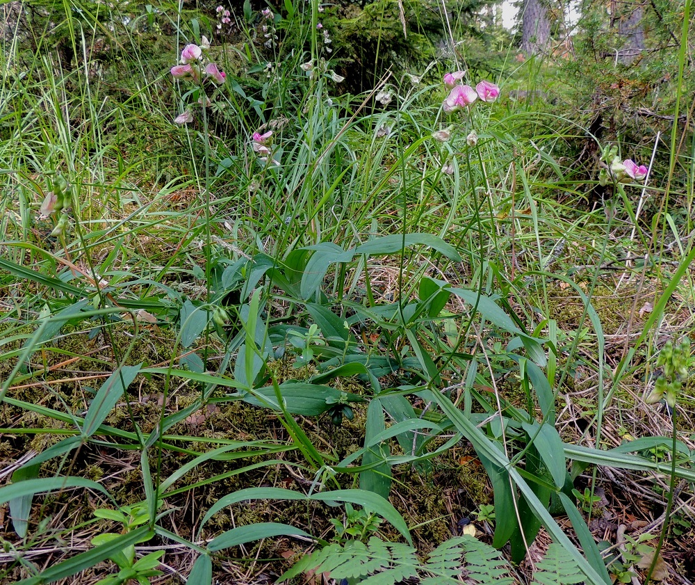 Lathyrus sylvestris - metsänätkelmä on nimensä mukaisesti alkuperäinen metsälaji, jonka rennot ja tavallisesti noin 80-180 cm pitkät varret suikertavat ristiin rastiin metsäpohjassa etsien itselleen tukea muista kasveista sekä kiipeilevät köynnösmäisesti myös pensaisiin ja puiden alaoksiin. EH, Hämeenlinna, Loimalahti, Alajärven ja Majalahdentien pohjoispuoli, Sammonmäen kangasmetsän lounaisrinne, 24.7.2014. Copyright Hannu Kämäräinen.