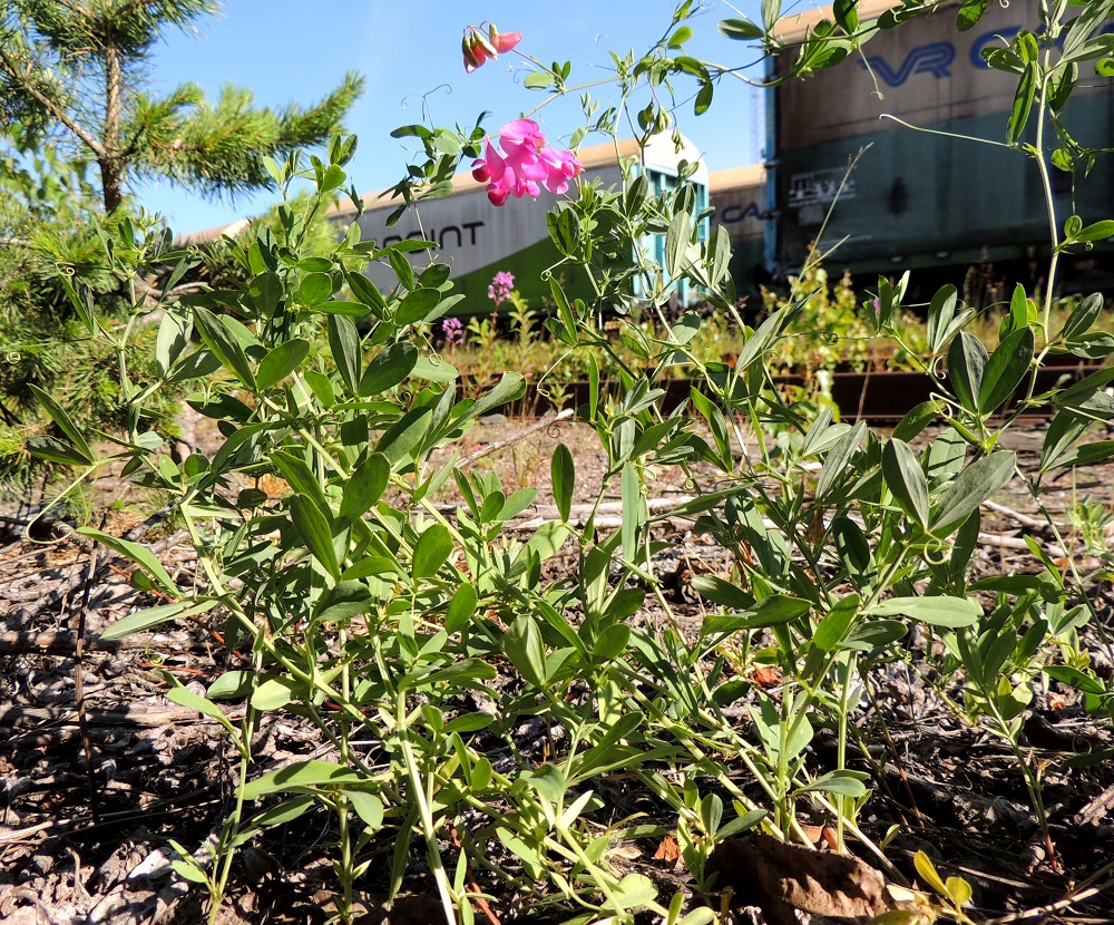 Lathyrus tuberosus - mukulanätkelmä on monivuotinen, rento, mielellään muihin kasveihin tukeutuva ja tavallisesti noin 30-80 cm pitkä ruoho. Se on Suomessa harvinainen uustulokas, jolla on ollut jo pitempään ainakin muutamia vakiintuneita kasvustoja Varsinais-Suomen, Uudenmaan, Etelä-Hämeen ja Etelä-Savon eliömaakunnissa. Lisäksi tuoreempia 2000-luvun havaintoja on Kasviatlaksen mukaan Ahvenanmaan, Etelä-Pohjanmaan ja Keski-Pohjanmaan eliömaakunnista. EH, Lahti, ratapiha, pohjoislaita, entisen tavara-aseman länsipuoli kohdassa, jossa joukko raiteita päättyy viuhkamaisesti, 6.7.2015. Ellei toisin mainita, kuvat ovat tältä samalta kasvupaikalta. Copyright Hannu Kämäräinen.