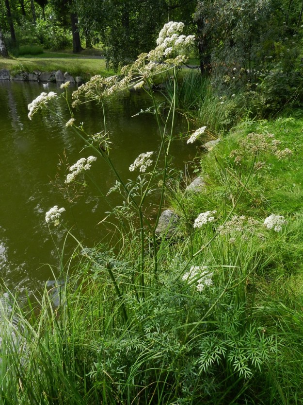Peucedanum palustre - luhtasuoputki on pysty ja useimmiten noin 50-100 cm korkea ruoho, jonka varret ovat yläosastaan haarovat. Lehtiä on varren tyvellä yleensä noin yhdestä viiteen ja varrella kierteisesti noin kahdesta viiteen. EH, Hämeenlinna, Aulanko, Aulangon puistometsän luonnonsuojelualue, Joutsenlammen pohjoisranta, 30.7.2011. Copyright Hannu Kämäräinen.
