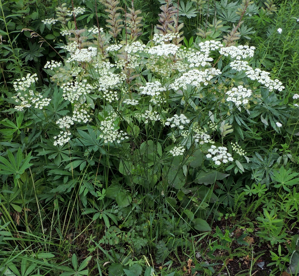 Pimpinella saxifraga - ahopukinjuuri on monivuotinen, pysty ja yksi- tai monivartinen ruoho, joka on tavallisesti noin 20-50 cm ja harvemmin jopa 85 cm korkea. EH, Hämeenlinna, Luhtiala, Aulangonjärven koillispuoli, Aulangon-Heikkilän tien varsi Soukan tilan kohdalla, 12.7.2016. Copyright Hannu Kämäräinen.