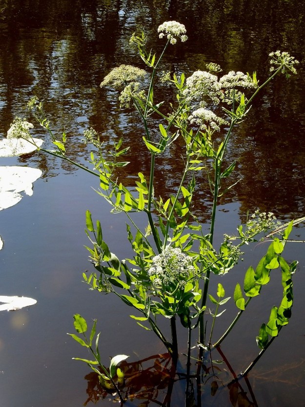 Sium latifolium - (iso)sorsanputki on monivuotinen, hyvin myrkyllinen ja pysty ruoho, joka kasvaa useimmiten matalahkossa vedessä. EK, Hamina, Vehkalahti, Summanjoki, 23.7.2018. Copyright Hannu Kämäräinen.