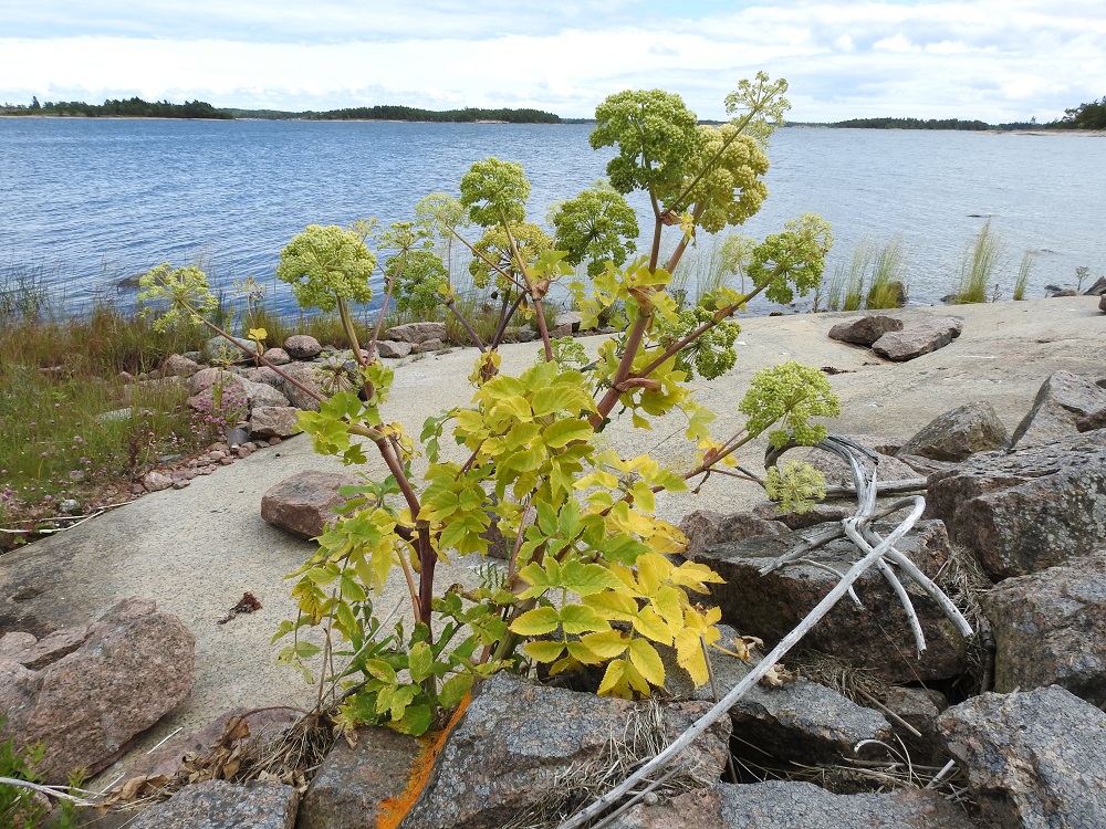 Angelica archangelica subsp. litoralis - meriväinönputken normaali kukinta-aika on kesä- ja heinäkuu. Aurinkoisella merenrantakalliolla lähes koko kasvi oli jo hedelmävaiheessa ja lehdetkin kellastuneet ennen heinäkuun puoltaväliä. A, Vårdö, Sandöstä kohti Simskälaa vievän pengertien päätepiste, Vattungs revet, kallioisen saaren itäranta, 13.7.2017. Copyright Hannu Kämäräinen.