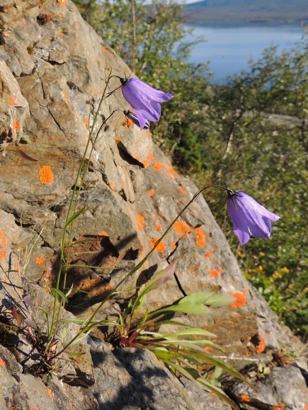 Campanula rotundifolia subsp. groenlandica - tunturikissankello on Suomessa alkuperäinen. Sen esiintymisalue rajoittuu Enontekiön Lapin eliömaakuntaan ja sielläkin vain Käsivarren länsiosaan, jossa se on harvinainen, vaikkakin havaintoja on tehty laaja-alaisesti. Kasvupaikkoina ovat lähinnä tunturirinteiden kalliopengermät, soraikot ja kivikot sekä purojen ja norojen laiteet. Alalaji on kalkinsuosija. Vuoden 2019 uhanalaisuusarvioinnissa se on todettu silmälläpidettäväksi (NT). EnL, Enontekiö, Kilpisjärvi, Saanan lounaisrinne, ensimmäinen, matala pahtaseinämä tunturikoivikkorinteessä, retkeilykeskuksen kohdalla, luonnonsuojelualue, 600 m mpy, 17.7.2013. Copyright Hannu Kämäräinen.