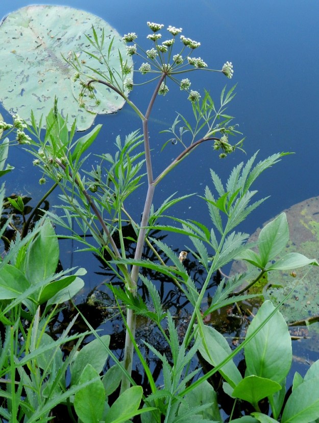 Cicuta virosa - myrkkykeison kuvassa oleva nimimuunnos, rantamyrkkykeiso, var. virosa, on useimmiten noin 50-110(-150) cm korkea ja pohjoiseen painottuva kaitamyrkkykeiso, var. angustifolia, noin 30-50(-60) cm korkea. Kuvassa on seuralaisina raatteen, Menyanthes trifoliata ja isoulpukan, Nuphar lutea, lehtiä. EH, Hämeenlinna, Pullerinmäki, Viisari, Kahtoilammen nevareunainen lounaisranta Ahvenistonharjun juurella, 2.7.2011. Copyright Hannu Kämäräinen.