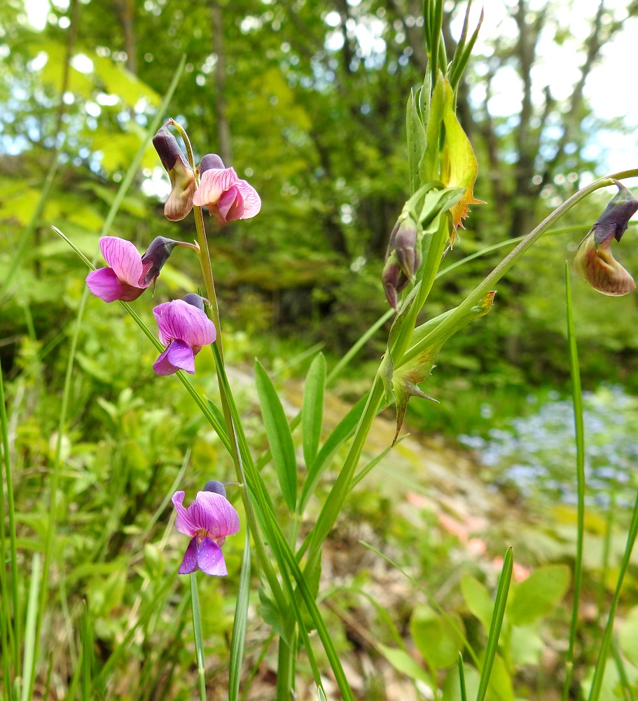 Lathyrus linifolius - syylälinnunherneen kukinto on pitkäperäinen ja yleensä noin 2-6-kukkainen terttu, joka sijaitsee latva-alueen lehtihangoissa. Se on kukkiessaan tavallisesti noin 2-4 cm pitkä ja noin 2-2,5 cm leveä. Kukintoperä on noin 1,5-5 cm pitkä. Kuvan kasvavan varren kärkiosassa näkyvät kookkaat lehtikorvakkeet, jotka ovat tyviosastaan hampaiset ja/tai liuskaiset. 28.5.2021. Copyright Hannu Kämäräinen.