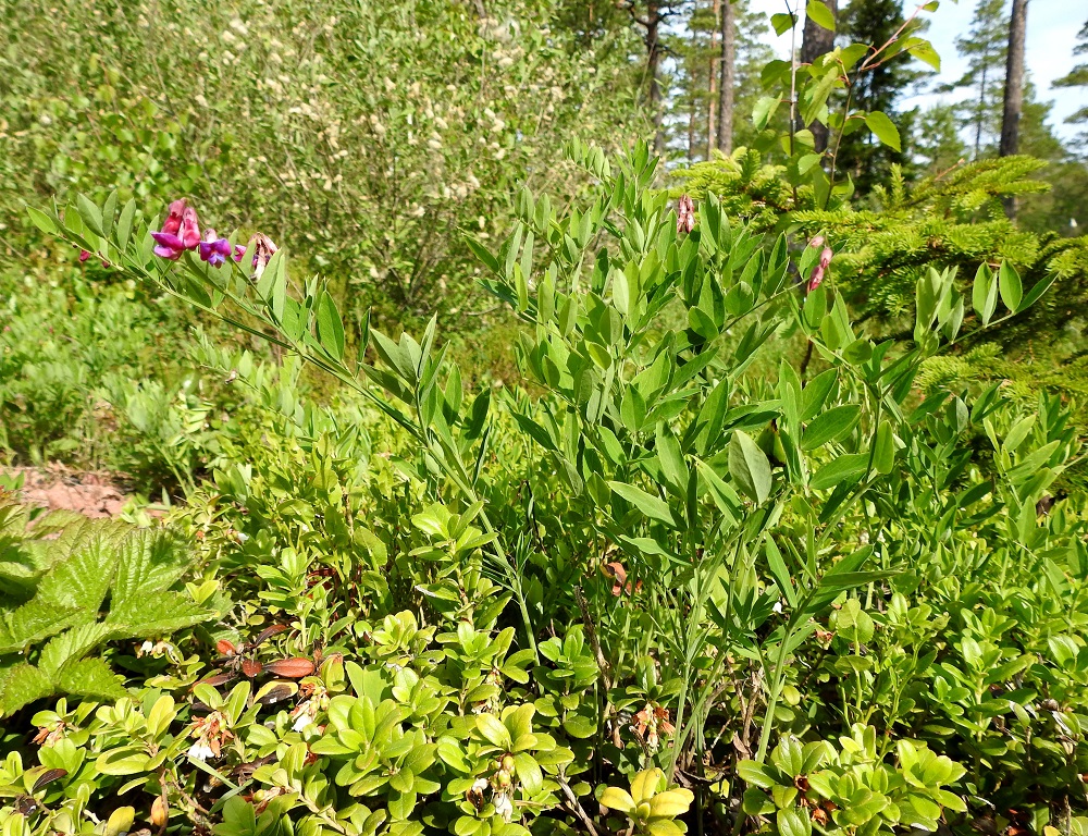 Lathyrus niger - mustalinnunherne on yksi- tai monivartinen. Sen juurakko on paksu, puutunut ja kasvullisesti laajenevia varsikkoja muodostava. Normaali kukinta-aika on kesä-heinäkuu. 20.6.2023. Copyright Hannu Kämäräinen.