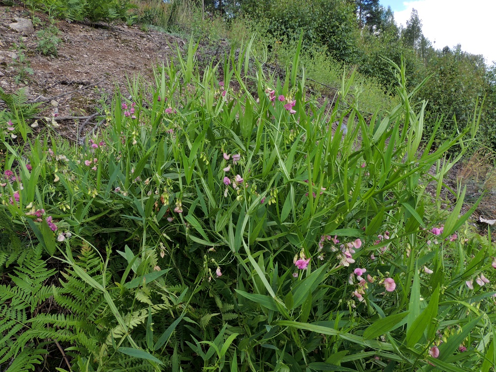 Lathyrus sylvestris - metsänätkelmä avoimilla paikoilla kasvaessaan muodostaa tiheitä varsikkoja, jotka tarttumakärhillään tukeutuvat toisiinsa ja nostavat latvansa ylös kohti aurinkoa. EH, Kouvola, Kuusankoski, Kuusaanniemi, ratapihan koillispuoli, Tykkimäen kallioalueen eteläinen alarinne, 13.7.2016. Copyright Hannu Kämäräinen.