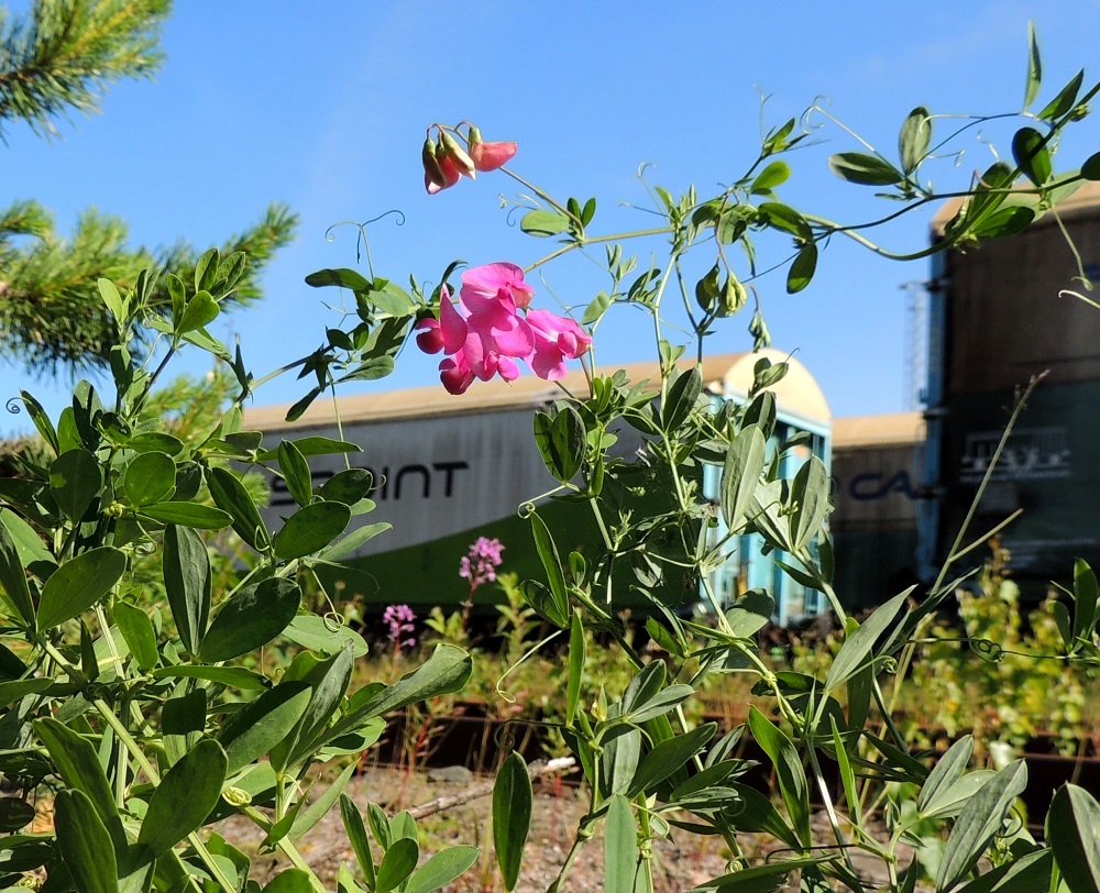 Lathyrus tuberosus - mukulanätkelmä muodostaa tarttumakärhillään omista varsistaan ja haaroistaan itselleen tukikehikon, ellei muita tukikasveja tai -rakenteita ole tarjolla. Sen kasvupaikkoina ovat lähinnä ratapihat, satamat, tienvarret, pientareet ja joutomaat. 6.7.2015. Copyright Hannu Kämäräinen.