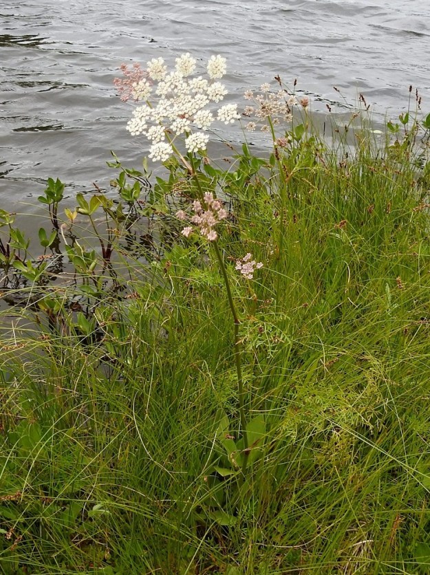 Peucedanum palustre - luhtasuoputken varsi on alaosastaan yleensä noin 5-13 mm paksu, liereä ja ontto sekä vihreäsävyinen tai alaosastaan punertava. Kukinnot ovat valkoiset tai ennen avautumistaan punertavat. Normaali kukinta-aika on heinä- ja elokuu. PS, Joroinen, Ryyhtölä, Saarikko-lampi, lammen koillisrannan nevakaista keskiosan kapeikon kohdalla, luonnonsuojelualue, 12.7.2019. Copyright Hannu Kämäräinen.