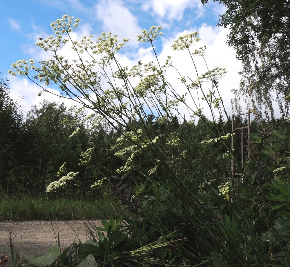 Pimpinella saxifraga - ahopukinjuuren varret ovat ohuet, alaosastaan yleensä vain noin 1,5-4 mm paksut, täyteiset tai toisinaan osittain hieman ontot ja yläosastaan haarovat. Kukinto on varren ja haarojen kärjessä oleva sarja, jonka perä on ylimmästä haarasta tai lehtihangasta lukien tavallisesti noin 3-8 cm pitkä. EH, Hämeenlinna, Luhtiala, Aulangonjärven koillispuoli, Aulangon-Heikkilän tien varsi Soukan tilan kohdalla, 12.7.2016. Copyright Hannu Kämäräinen.