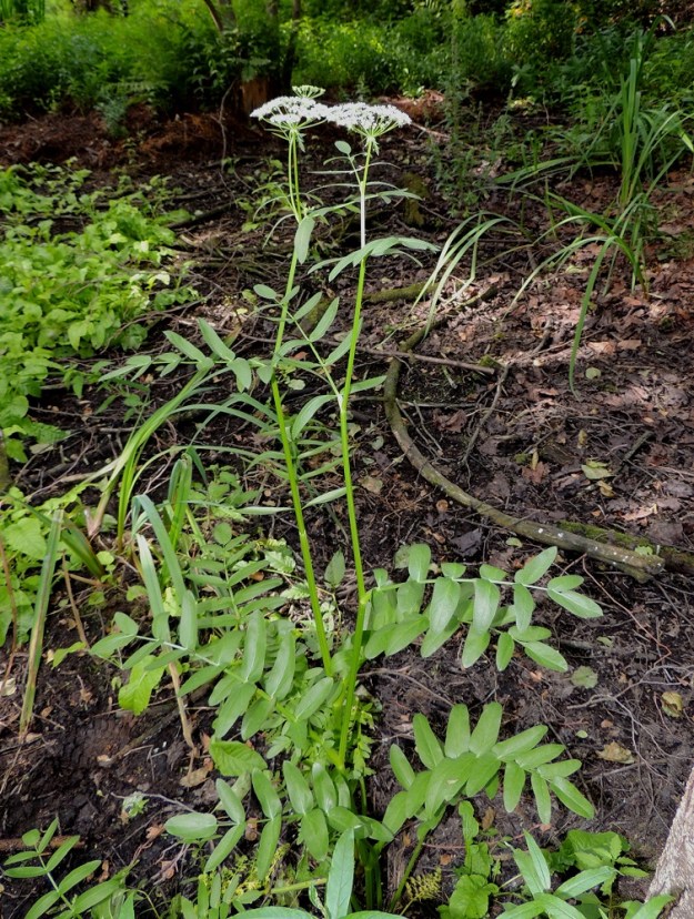 Sium latifolium - (iso)sorsanputki on tavallisesti noin 100-150 cm korkea. Silloin tällöin se kulkeutuu myös ajoittain kuivuville merenrannoille. Ilmalehtiä on varren tyvellä yleensä noin yhdestä kahteen ja varrella kierteisesti noin kuudesta kahdeksaan. U, Helsinki, Lauttasaari, Takaniemenlahden rannan ajoittain vetinen kosteikkoalue, 25.7.2013. Copyright Hannu Kämäräinen.