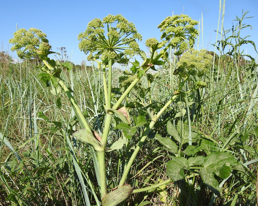 Angelica archangelica subsp. littoralis - meriväinönputken kukinto on varren ja haarojen kärjessä oleva, laaja ja pallomainen kerrannaissarja, joka on kehitysvaiheestakin riippuen läpimitaltaan useimmiten noin 10-17 cm. U, Hanko, niemen eteläpuolen merenranta, Kolavikenin itälaidassa olevien Stora Tallholmenin ja Lilla Tallholmenin niemien välisen lahdekkeen hiekkaranta-alue, 11.6.2021. Copyright Hannu Kämäräinen.