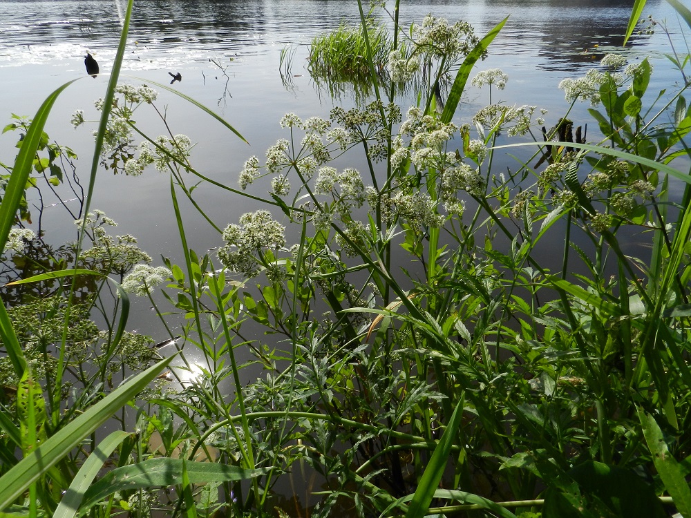 Cicuta virosa - myrkkykeison varret kasvavat usein löyhinä ryhminä haaroen yläosastaan toisinaan runsaastikin. EH, Hämeenlinna, Keinusaari, Varikonniemi, Vanajaveden itäranta rannan pitkospuupolun varrella, 20.7.2011. Copyright Hannu Kämäräinen.