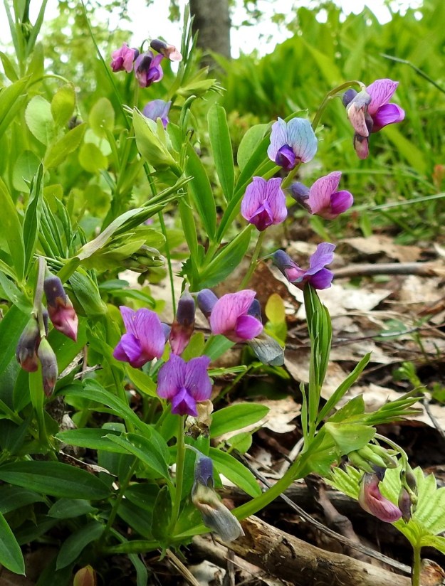 Lathyrus linifolius - syylälinnunherneen teriö on hernekasvien tapaan vastakohtainen, ja sitä kutsutaan perhomaiseksi. Kukan viisi terälehteä ovat keskenään hyvin erinäköiset ja erikoistuneet omiin tehtäviinsä täysin sulkeutuneen nielun ja kokonaan peittoon jäävien heteiden ja emin ympärillä. Teriö on aluksi karmiininpunainen, pian sinipunainen ja lopulta sininen. 28.5.2021. Copyright Hannu Kämäräinen.