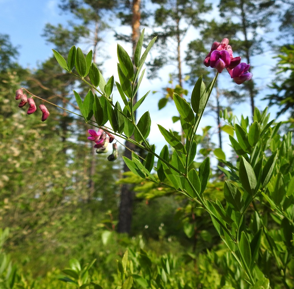 Lathyrus niger - mustalinnunherneen kukinto on pitkäperäinen, yleensä noin 2-10-kukkainen ja toispuolinen terttu, joka sijaitsee haarojen ja latva-alueen lehtihangoissa. Se on kukkiessaan tavallisesti noin 2-5 cm pitkä ja noin 2-2,5 cm leveä. Kukintoperä on noin 4-8 cm pitkä ja yleensä hankalehteään pitempi. Kukkien teriö on aluksi punainen. 20.6.2023. Copyright Hannu Kämäräinen.
