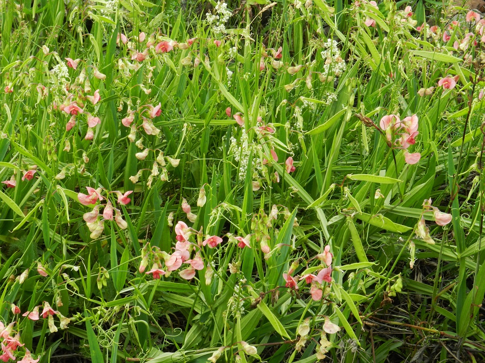Lathyrus sylvestris - metsänätkelmän kukinta-ajaksi mainitaan kasvioppaissa yleensä heinä- ja elokuu. Ilmastonmuutos on kuitenkin aikaistanut kevään ja kesän keskimääräistä tuloa niin, että aurinkoisilla paikoilla kasvustoissa on kehittyviä hedelmäpalkoja usein jo kesäkuussa, ja kukinta on muutenkin jo loppusuoraa kohti etenemässä. EH, Hämeenlinna, Sairio, radan ja Vanajaveden rannan välissä kulkevan ulkoilureitin laita ja rantaan laskeva laitapenger Varikonniemen tyven luoteispuolella, 25.6.2011. Copyright Hannu Kämäräinen.