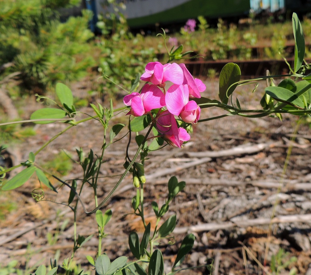 Lathyrus tuberosus - mukulanätkelmän kukinto on lehtihankainen, pitkäperäinen, yleensä noin 2-7-kukkainen ja tuoksuva sekä toispuolinen terttu, joka on kukkiessaan tavallisesti noin 2-5 cm pitkä ja noin 3-4 cm leveä. Kukintoperä on useimmiten noin 5-10 cm pitkä. Normaali kukinta-aika on heinä- ja elokuu. 6.7.2015. Copyright Hannu Kämäräinen.