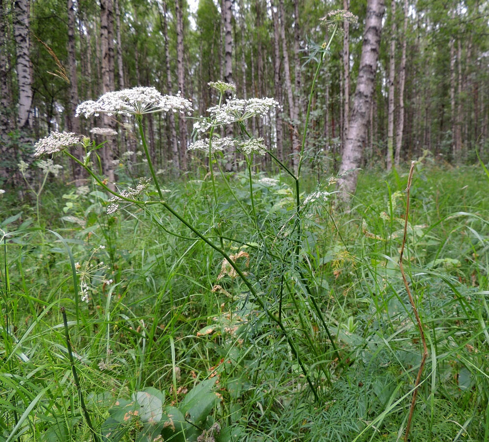 Peucedanum palustre - luhtasuoputken kukinto on varren ja haarojen kärjessä oleva, laaja ja hieman kupera kerrannaissarja, joka on kehitysvaiheestakin riippuen läpimitaltaan useimmiten noin 6-14 cm. EH, Pälkäne, Etelä-Äimälä, Kyäntäänniemen tyven poikki Tykölänjärvestä Mallasveden Suolahteen virtaavan, jokimaisen leveän ojan laide, luonnonsuojelualue, 24.7.2013. Copyright Hannu Kämäräinen.