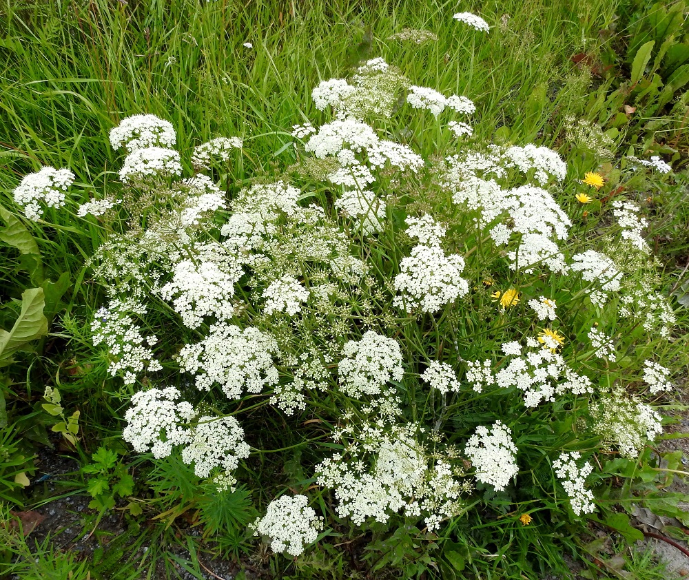 Pimpinella saxifraga - ahopukinjuuren yksilöt ovat usein monivartisia, jolloin haarojensa kärjissä olevat kukinnot muodostavat näyttävän kokonaisuuden. Kukinto on aluksi tasalakinen ja kukinnan jatkuessa hieman kupera kerrannaissarja, joka on kehitysvaiheestakin riippuen läpimitaltaan useimmiten noin 3-9 cm. EH, Nokia, Myllyhaka, Rounionkadun laide Melian myllyalueen kohdalla, 25.7.2017. Copyright Hannu Kämäräinen.