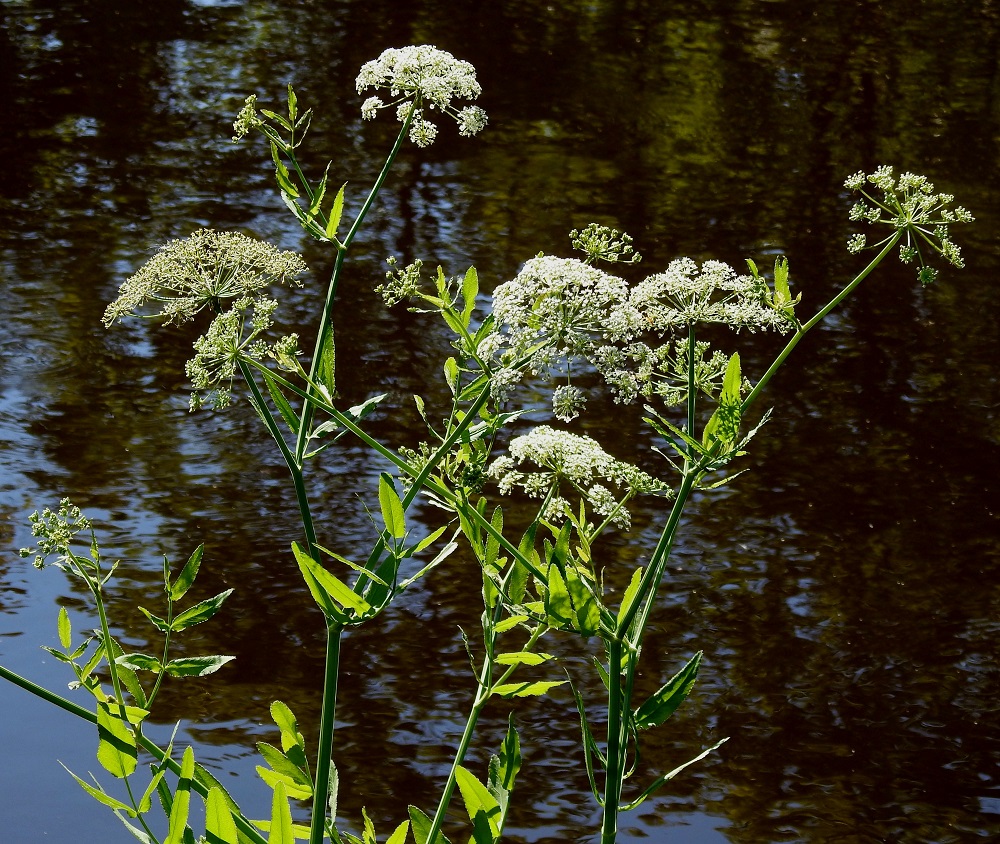 Sium latifolium - (iso)sorsanputken kukinto on varren ja haarojen kärjessä oleva, laaja ja kupera kerrannaissarja, joka on kehitysvaiheestakin riippuen läpimitaltaan useimmiten noin 6-15 cm. Normaali kukinta-aika on heinä- ja elokuu. EK, Hamina, Vehkalahti, Summanjoki, 23.7.2018. Copyright Hannu Kämäräinen.