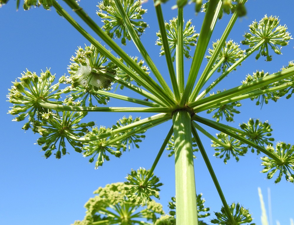 Angelica archangelica subsp. littoralis - meriväinönputken pääsarjan tyvellä olevat ja rihmamaisen kapeat tukilehdet varisevat pois yleensä jo sarjan avautumisvaiheessa. Pikkusarjojen perä on särmikäs, kalju ja noin 4-7 cm pitkä. Pikkusarjoissa olevien kukkien perä on noin 5-10 mm pitkä. Pikkusarjan tyvellä on joukko rihmamaisen tasasoukkia tukilehtiä, joiden pituus on noin puolet kukkaperän pituudesta. Kuvassa tukilehdet erottuvat vain heikosti kukkaperien joukosta. U, Hanko, niemen eteläpuolen merenranta, Kolavikenin itälaidassa olevien Stora Tallholmenin ja Lilla Tallholmenin niemien välisen lahdekkeen hiekkaranta-alue, 11.6.2021. Copyright Hannu Kämäräinen.