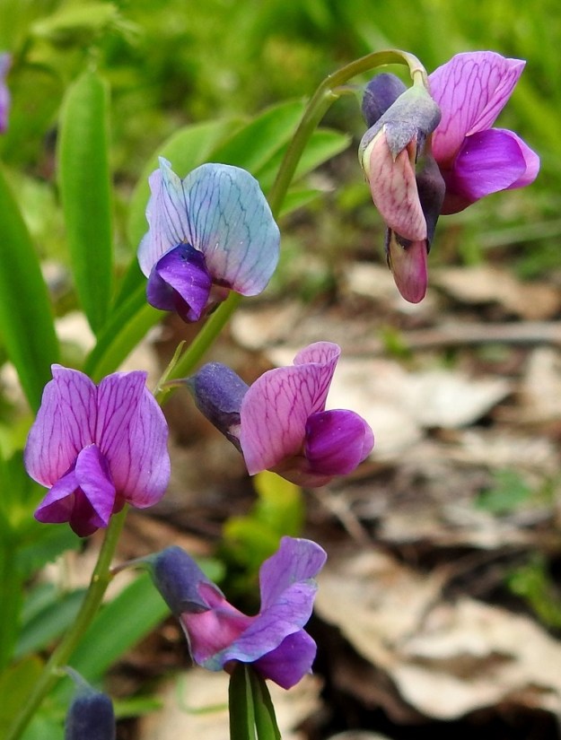 Lathyrus linifolius - syylälinnunherneen teriö on tavallisesti noin 10-16 mm pitkä. Näkyvin ja kookkain terälehti on purje, jonka pystysuuntaiset suonet ovat pohjaväriä tummemmat. Purje nimensä mukaisesti kaartuu leveänä ylöspäin. Sen kärkiosa on lähes pyöreä, tylppä- ja lovipäinen sekä tyviosa hyvin soukaksi kaventuva. Purje on suorana noin teriön mittainen ja kärkiosastaan noin 8-11 mm leveä. Teriön sivuilla on siiviksi kutsuttu terälehtipari, jonka lehdet ovat sivuttain ylöspäin kaartuvat, pyöreähköpäiset ja leveimmältä kohtaa noin 4-5 mm leveät. 28.5.2021. Copyright Hannu Kämäräinen.