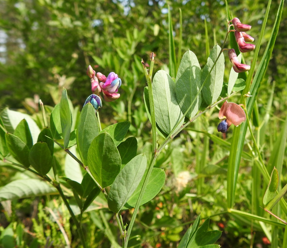 Lathyrus niger - mustalinnunherneen teriö aloittaa viimeistään pölytyksen jälkeen muutoksensa ensin sinipunaiseksi ja sitten siniseksi. Välillä muutosprosessi on kuvan tavoin aika kirjava. Värimuutokset ovat tärkeitä pölyttävien hyönteisten kannalta. Ne tietävät, että vain punaisissa kukissa on mettä tarjolla eivätkä käytä turhaan energiaansa tummempiin tai kirjaviin kukkiin. Kuvassa oikealla alinna on metsänätkelmän teriö. Mustalinnunherneen lehtien kärjestä puuttuu nätkelmille tyypillinen tarttumakärhi, jota se ei tarvitsekaan pystyssä pysyäkseen. Kärhen tilalla on noin 2-6 mm pitkä ota, joka näkyy kuvassa keskimmäisen lehden kärjessä. 20.6.2023. Copyright Hannu Kämäräinen.
