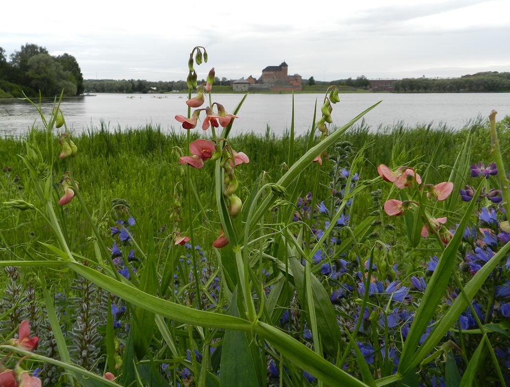 Lathyrus sylvestris - metsänätkelmän kukinto on siipipalteisen varren lehtihangoissa. Se on pitkäperäinen, yleensä noin 3-10-kukkainen ja toispuolinen terttu, joka on kukkiessaan tavallisesti noin 3-7 cm pitkä ja noin 3-4 cm leveä. Kukintoperä on useimmiten noin 7-15 cm pitkä. Kuvassa lähiseuralaisina ovat (kylä)neidonkieli, Echium vulgare ja täysin jo kukkinut komealupiini, Lupinus polyphyllus. EH, Hämeenlinna, Keinusaaren ja Sairion kaupunginosien rajaseutu, radan ja Vanajaveden rannan välissä kulkevan ulkoilureitin laita ja rantaan laskeva laitapenger, 30.6.2012. Copyright Hannu Kämäräinen.
