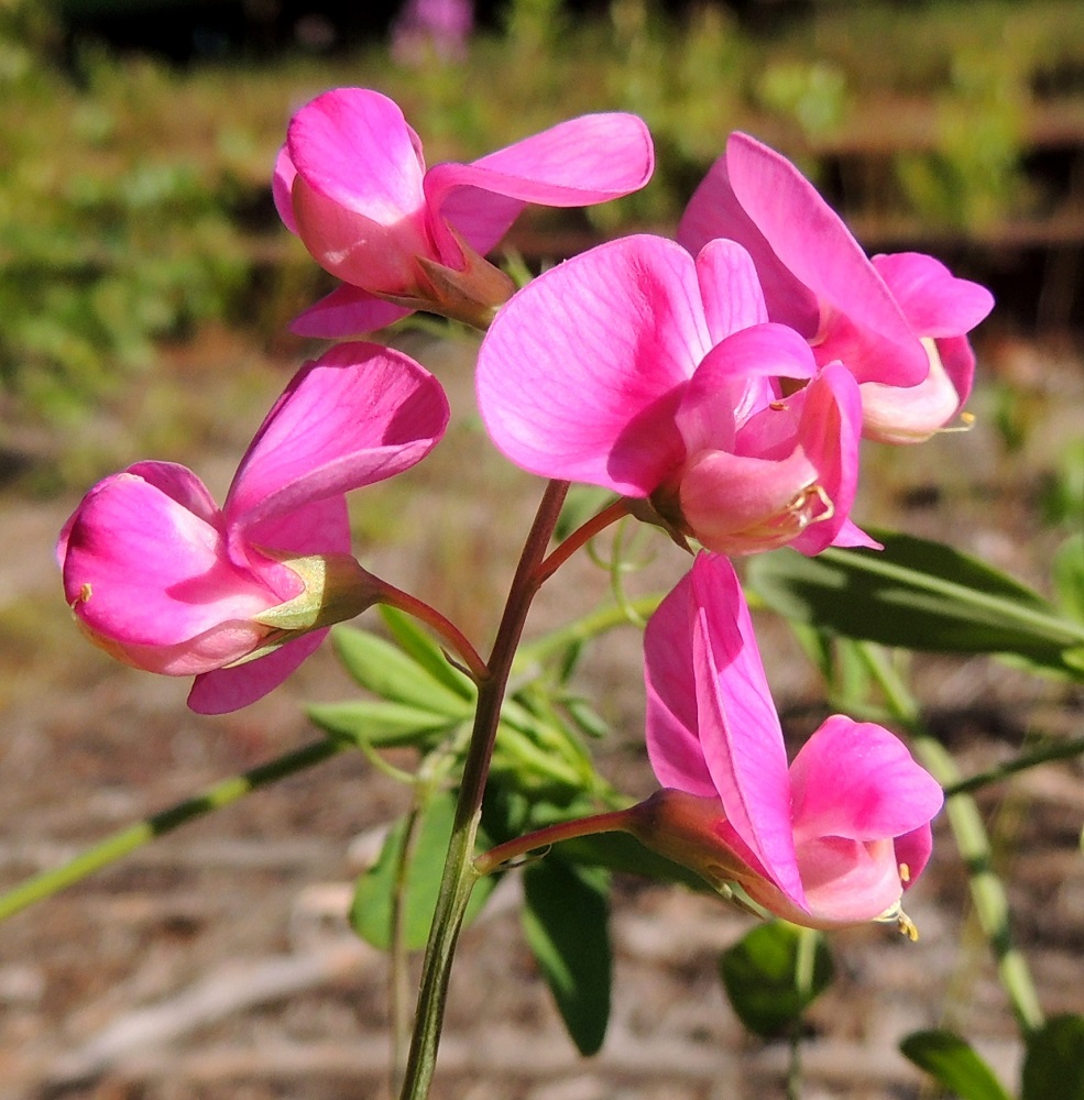 Lathyrus tuberosus - mukulanätkelmän teriö on vastakohtainen, perhomainen, ruusunpunainen ja tavallisesti noin 12-20 mm pitkä. Sen viisi terälehteä ovat keskenään hyvin erinäköiset ja erikoistuneet omiin tehtäviinsä täysin sulkeutuneen nielun ja kokonaan peittoon jäävien heteiden ja emin ympärillä. Teriössä alimpana on venho, joka muodostuu kahdesta hieman limittäin rinnakkain olevasta ja venemäisen kaukalon muodostavasta terälehdestä, jotka ovat muita terälehtiä vaaleammat. Ne kaartuvat kärkiosastaan jyrkästi ylöspäin pitäen sisällään tiukkaan pakkautuneet kymmenen hedettä ja yksivartaloisen ja -luottisen emin. Kuvan kukinnossa muurahaiset ovat käyneet mesivarkaissa ja purreet neljän teriön venhoista läpi, jolloin osa heteistä on pullahtanut näkyviin. 6.7.2015. Copyright Hannu Kämäräinen.