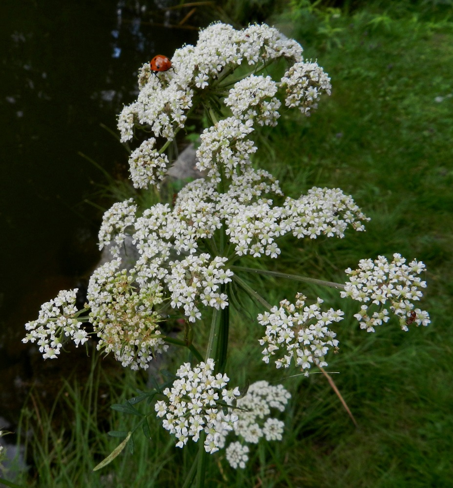 Peucedanum palustre - luhtasuoputken pikkusarjoja on yleensä noin 15-30. Ne ovat pääsarjan tavoin hieman kuperia, kukkiessaan yleisväriltään valkoisia ja läpimitaltaan noin 10-20 mm. EH, Hämeenlinna, Aulanko, Aulangon puistometsän luonnonsuojelualue, Joutsenlammen pohjoisranta, 30.7.2011. Copyright Hannu Kämäräinen.