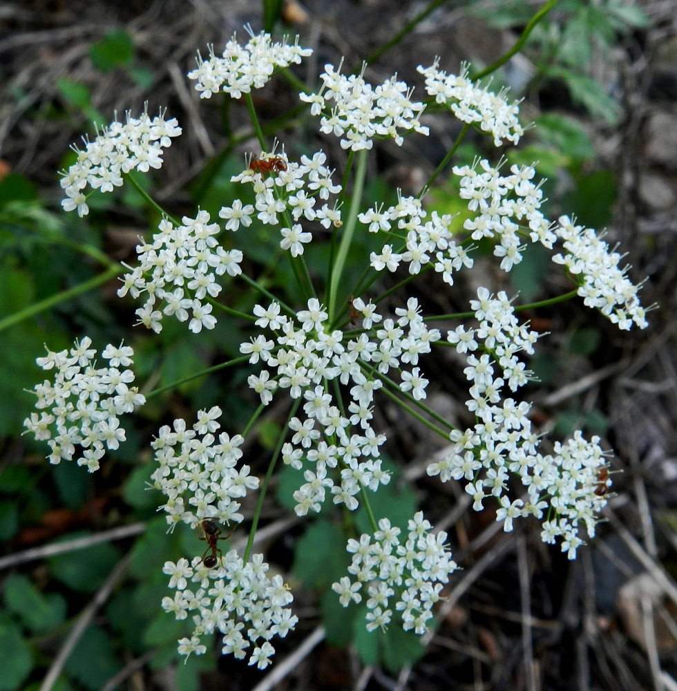 Pimpinella saxifraga - ahopukinjuuren kukinnon pääsarjassa on pikkusarjoja yleensä noin 12-25. Ne ovat pääsarjan tavoin hieman kuperia, kukkiessaan yleisväriltään valkoisia ja läpimitaltaan noin 6-15 mm. EH, Hämeenlinna, Vanajan ja Käikälän kaupunginosien raja-alue, Kirkonkulma, Vanajaveden Paikkalanlahden ranta, radanvarsi, 6.8.2012. Copyright Hannu Kämäräinen.