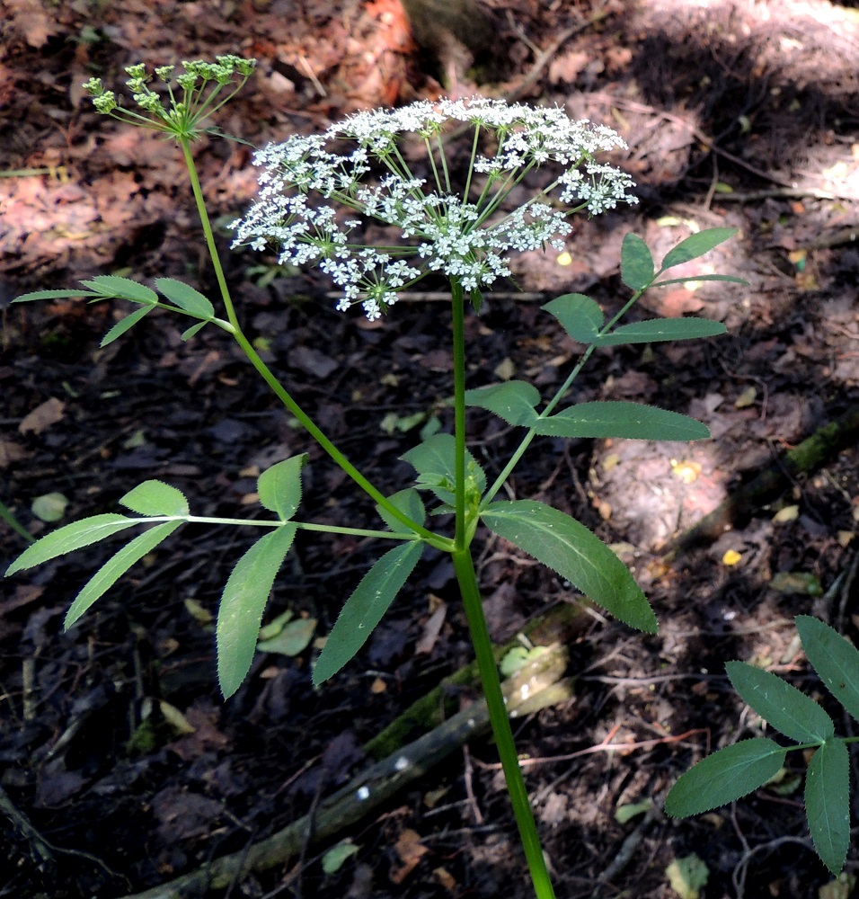 Sium latifolium - (iso)sorsanputken pääsarjassa on yleisväriltään valkoisia pikkusarjoja tavallisesti noin 20-35. Niiden perä on suora tai hiukan ylöspäin kaareva. Varren yläosassa kaikki lehdet ovat ruodittomia niin, että niiden lapa kasvaa suoraan kourun, ulkonevan ja leveätyvisen lehtitupen reunasta. U, Helsinki, Lauttasaari, Takaniemenlahden rannan ajoittain vetinen kosteikkoalue, 25.7.2013. Copyright Hannu Kämäräinen.