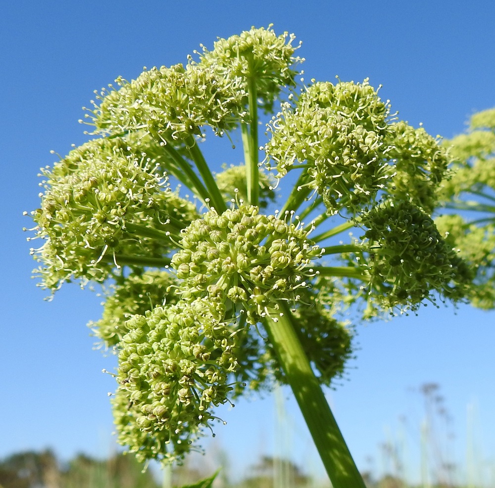 Angelica archangelica subsp. littoralis - meriväinönputken pikkusarjat ovat pallomaisia, yleisväriltään vihreitä ja läpimitaltaan noin 15-25 mm. U, Hanko, niemen eteläpuolen merenranta, Kolavikenin itälaidassa olevien Stora Tallholmenin ja Lilla Tallholmenin niemien välisen lahdekkeen hiekkaranta-alue, 11.6.2021. Copyright Hannu Kämäräinen.