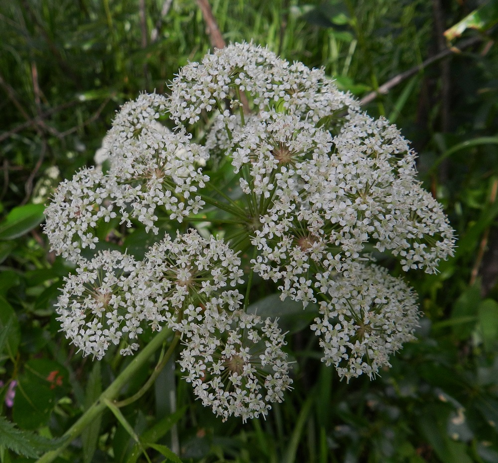 Cicuta virosa - myrkkykeison kukinto on varren ja haarojen kärjessä oleva, laaja ja useimmiten kupumainen kerrannaissarja, joka on kehitysvaiheestakin riippuen läpimitaltaan useimmiten noin 8-15 cm. Rantamyrkkykeison kukinnoissa pikkusarjoja on yleensä noin 10-25 (kuvan kukinnossa 22). EH, Hämeenlinna, Keinusaari, Varikonniemi, Vanajaveden itäranta rannan pitkospuupolun varrella, 20.7.2011. Copyright Hannu Kämäräinen.