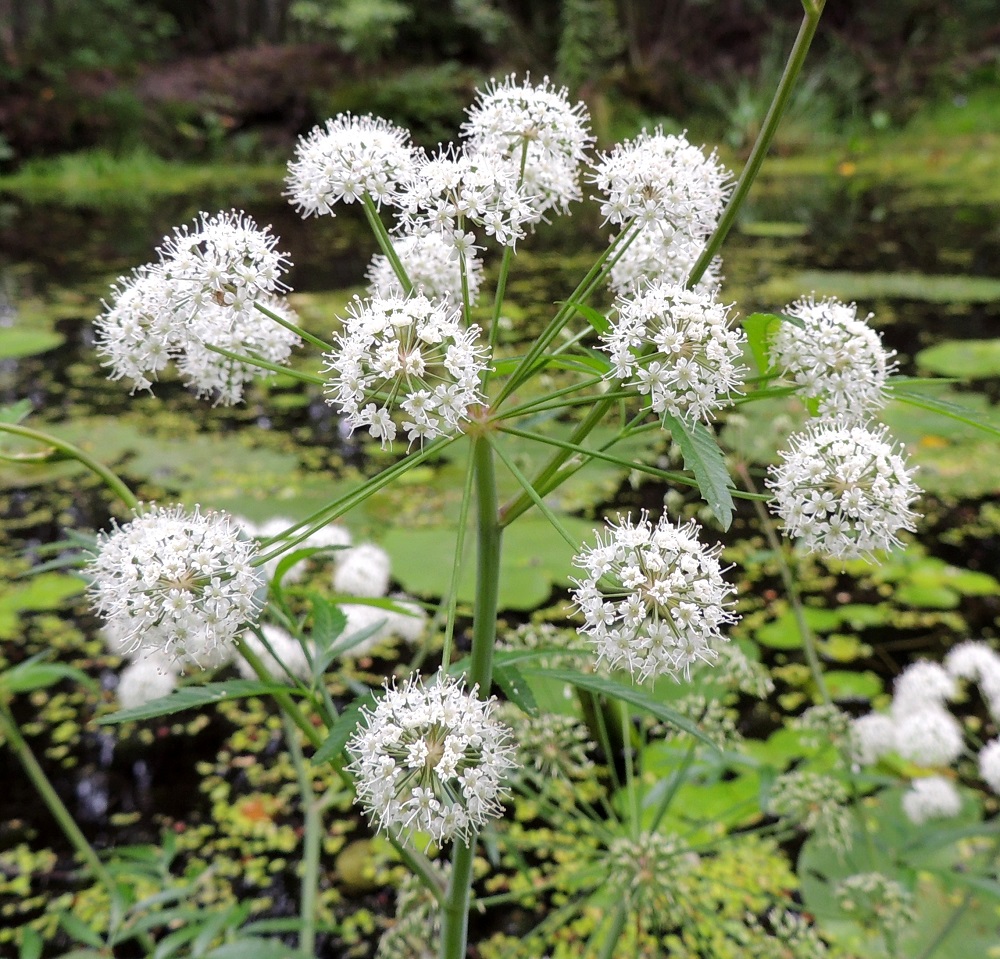 Cicuta virosa - myrkkykeison pääsarja levittäytyy toisinaan lähes pallomaiseksi. Se on suojus- eli tukilehdetön. Pikkusarjat ovat pallomaisia, kukkiessaan yleisväriltään valkoisia ja läpimitaltaan noin 13-18 mm. Niiden perä on noin 4-7 cm pitkä. Kuvassa olevassa kukinnossa on 19 pikkusarjaa. Kaitamyrkkykeison pääsarjat ovat niukkasäteisemmät. Pikkusarjoja on yleensä vain 5-8. EH, Pälkäne, Etelä-Äimälä, Kyäntäänniemen tyven poikki Tykölänjärvestä Mallasveden Suolahteen virtaava jokimainen leveä oja, luonnonsuojelualue, 24.7.2013. Copyright Hannu Kämäräinen.