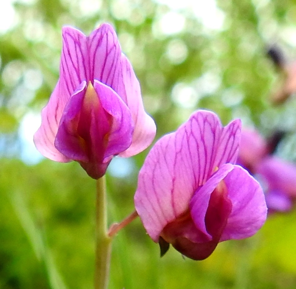 Lathyrus linifolius - syylälinnunherneen siipiterälehtien välissä on venhoksi kutsuttu teriön osa, joka muodostuu kahdesta hieman limittäin rinnakkain olevasta ja venemäisen kaukalon muodostavasta terälehdestä. Ne ovat kärkiosastaan jyrkästi ylöspäin kaartuvat ja suipohkopäiset. Kukan kymmenen hedettä ja emin vartalo luotteineen ovat tiiviisti venhon sisällä. Kukkien pölytys onnistuu parhaiten kimalaisilta, joiden kehon massa riittää painamaan siivet ja venhon lehdet erilleen niin, että ne pääsevät työntämään imukärsänsä kukkapohjuksessa olevan meden luokse. Samalla kimalaisten pörröinen karvoitus kuljettaa siitepölyä yksilöiden ja kukkien välillä. 28.5.2021. Copyright Hannu Kämäräinen.